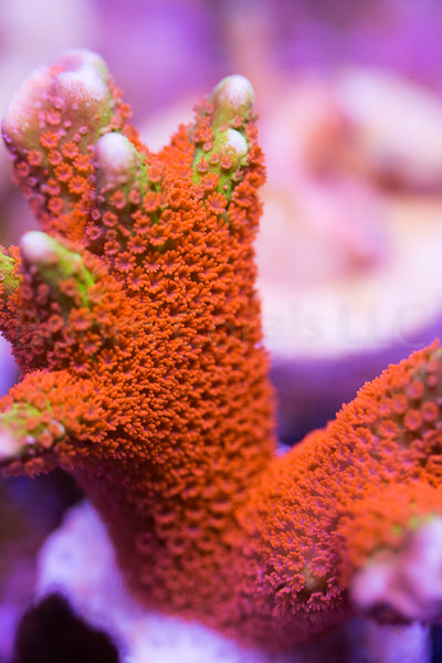 SPS - Forest Fire Digitata Montipora