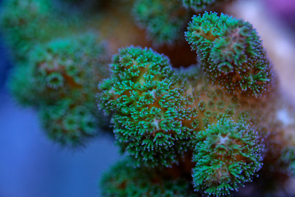 SPS - Neon Green Pocillopora