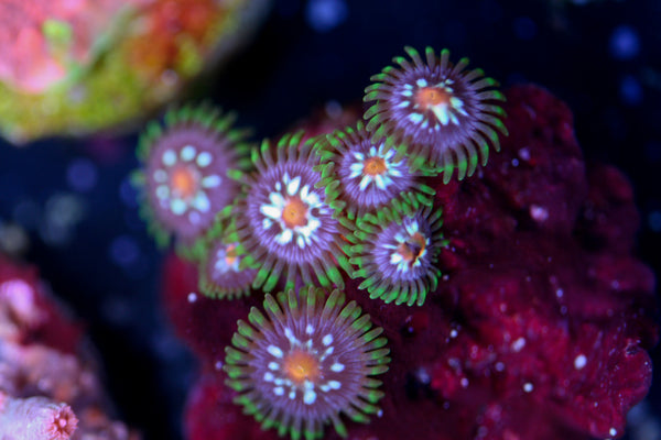 Daisy Cutter Zoas