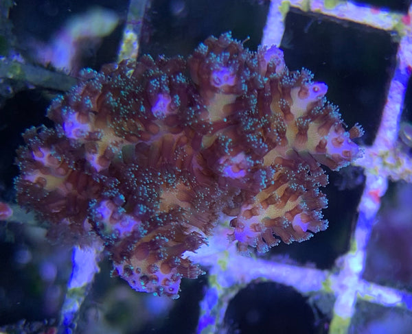 SPS - Rainbow Pocillopora