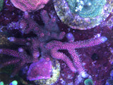 SPS - Sniper's Bubblegum Millepora Acro