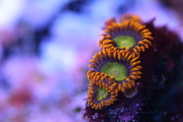 Mandarin Orange Zoas – Boom Corals LLC - Main Image