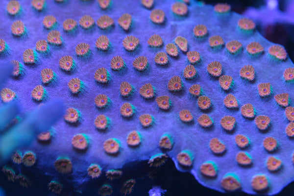 LPS - Meteor Shower Cyphastrea Encrusting