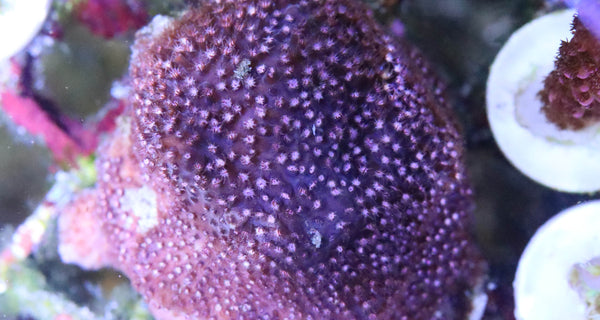 SPS - Purple Stylocoeniella
