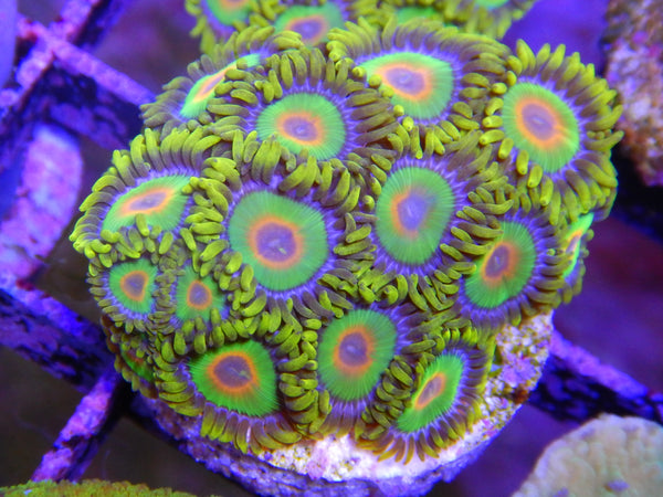 Rasta Zoas