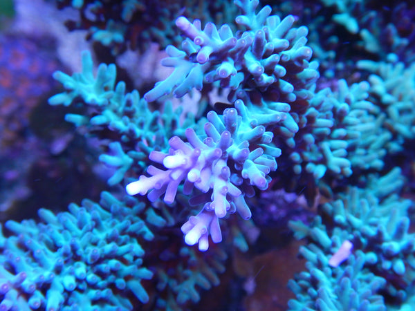 SPS - ORA Hawkins Echinata Acropora