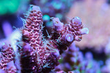 SPS - Sniper's Bubblegum Millepora Acro