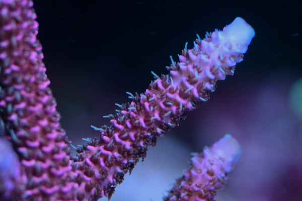 SPS - Sniper's Bubblegum Millepora Acro