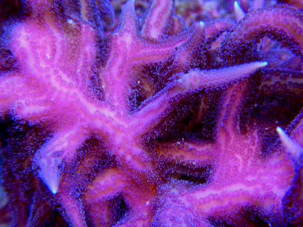 SPS - ORA Pink Birdsnest