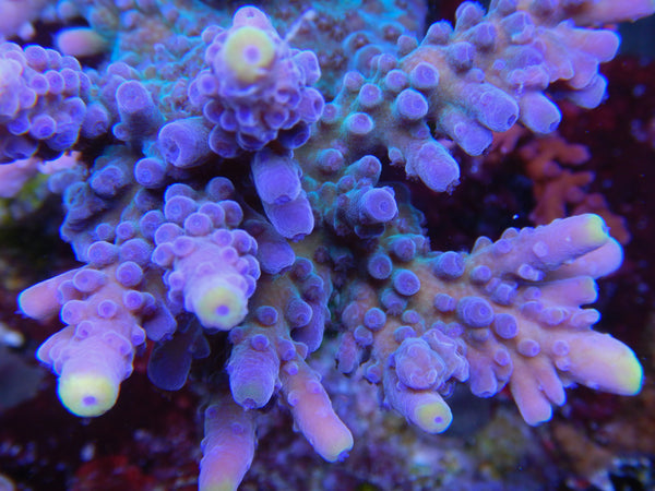 SPS - WWC Yellow Tip Acro