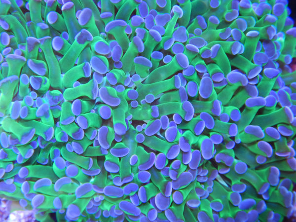 LPS - Purple-n-Green Euphyllia