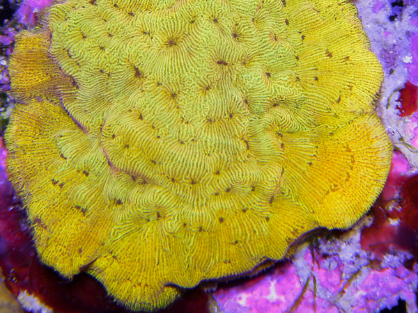 SPS - 24k Leptoseris