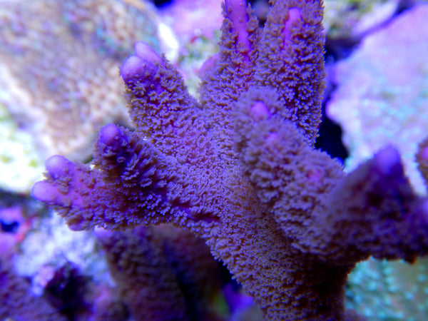 SPS - ORA Purple Digi