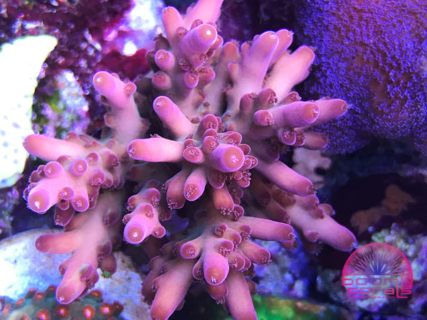SPS - Boom's Red Loripes Acro