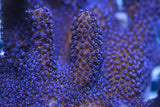 SPS - ORA German Blue Polyp Digi