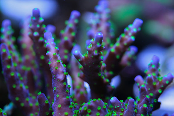 SPS - Garf Bonsai Acro