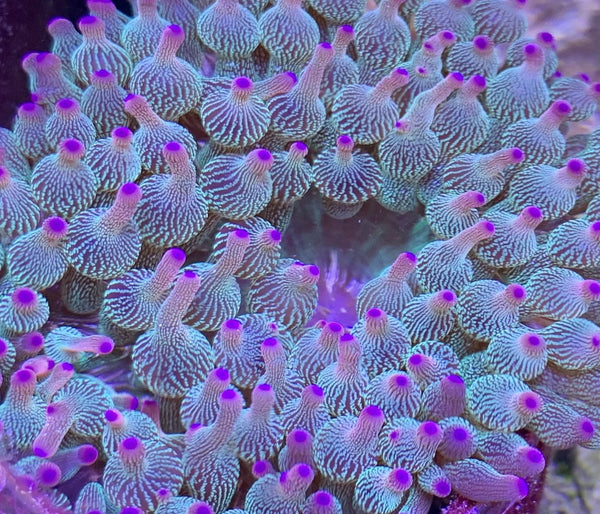 Aquacultured WYSIWYG Purple Rain bubble tip (BTA) Anemone