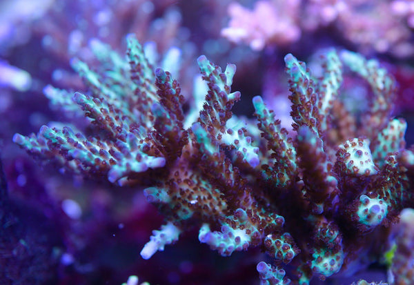 SPS - Boomberry Acro