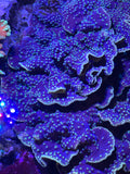 LPS - Lakers Scroll Coral
