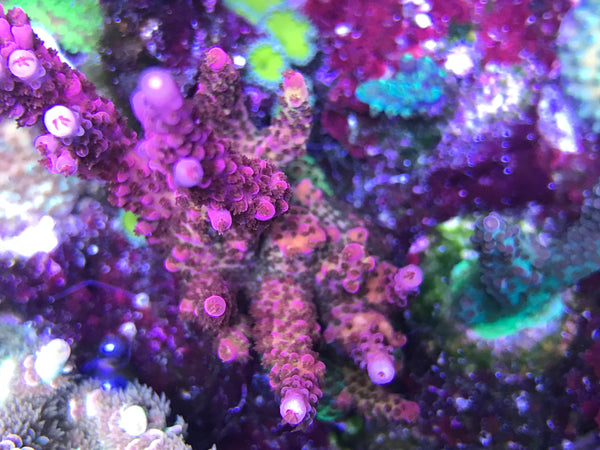 SPS - Pro Corals(PC) Rainbow Acro