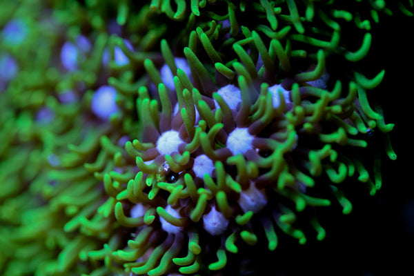 Softy - Green Star polyps (gsp)