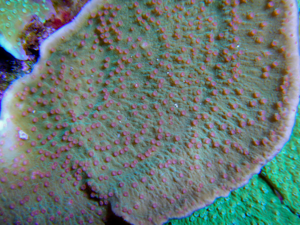 SPS - Booms Red Polyp Montipora Capricornis